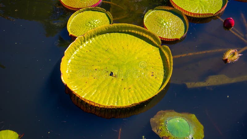 Large green lily pads floating on the water in the lily pond at Stellenbosch University Botanical Garden.