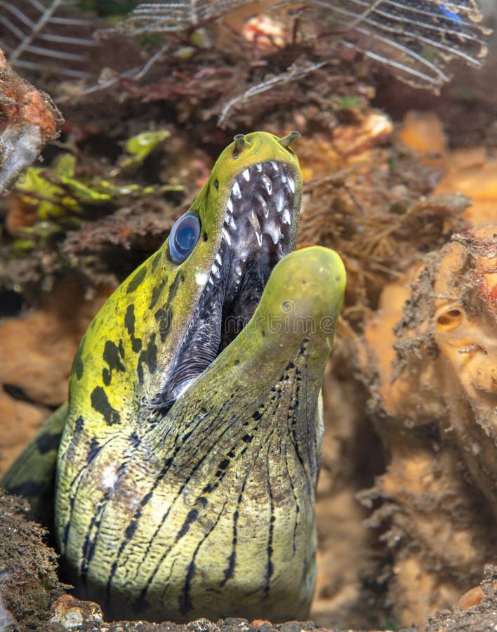 Giant Green Moray Eel stock photo. Image of sharp, habitat 157487870