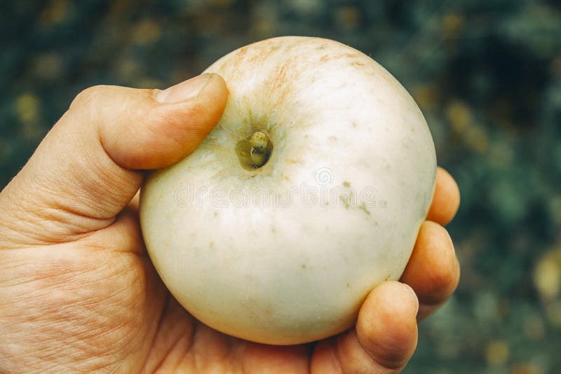 https://thumbs.dreamstime.com/b/large-green-ripe-juicy-apple-hand-person-large-green-juicy-apple-hand-person-230584520.jpg