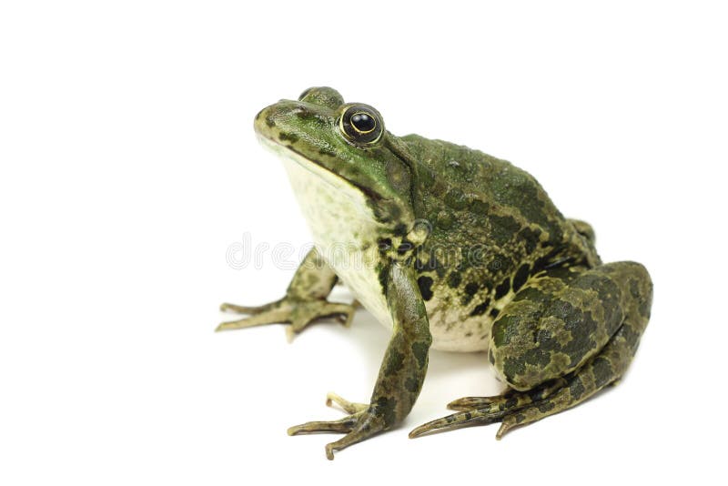 Large green spotted frog stock photo. Image of amphibian - 57142298