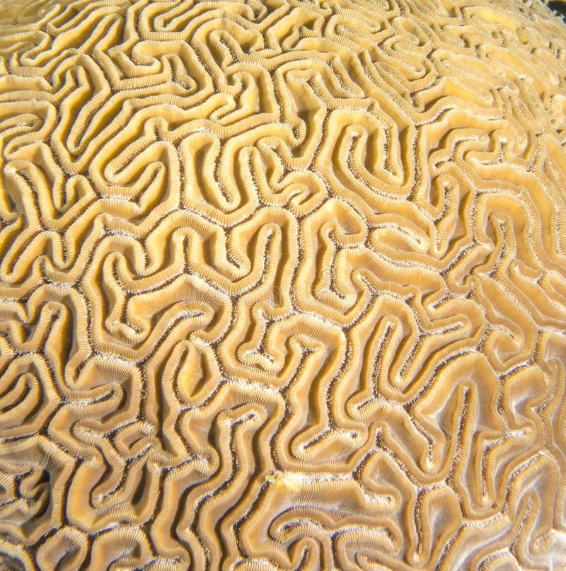Large-grooved brain cora. Colpophyllia natans, known as boulder brain coral and large-grooved brain coral, is a species of stony coral found primarily in the stock photo Large-grooved brain cora. Colpophyllia natans, known as boulder brain coral and large-grooved brain coral, is a species of stony coral found primarily in the stock photo