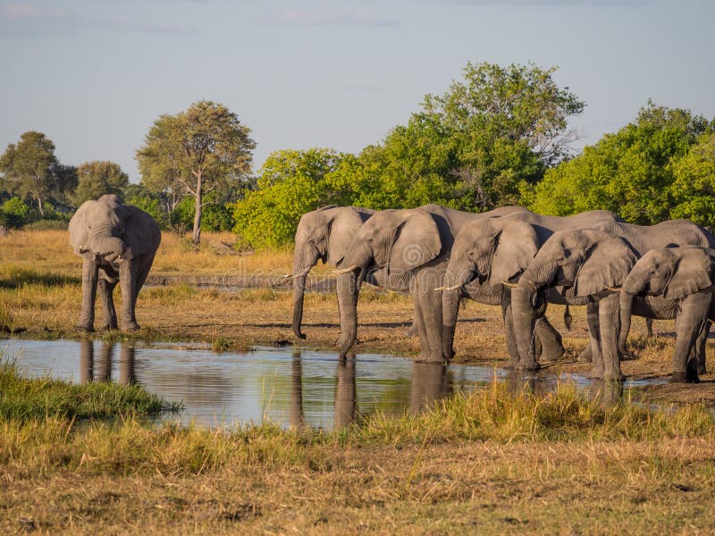 Large group of African elephants drinking in row at waterhole in golden afternoon light, Moremi NP, Botswana, Africa royalty free stock images Large group of African elephants drinking in row at waterhole in golden afternoon light, Moremi NP, Botswana, Africa royalty free stock images