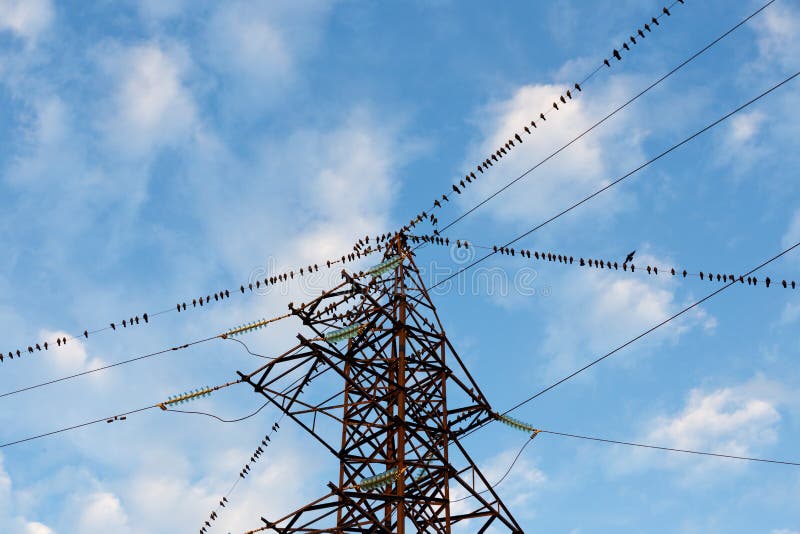 A large group of birds sitting on the power line wires