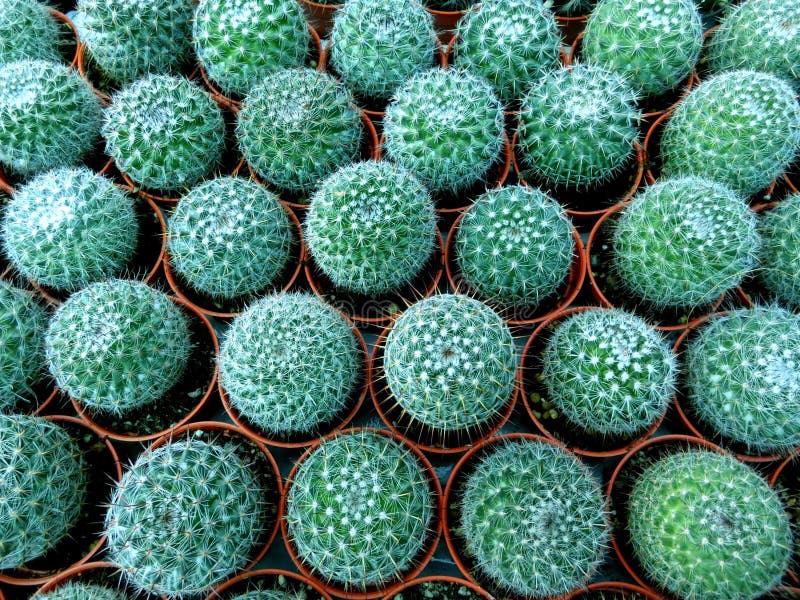 A large group of cactus stock photo A large group of cactus stock photo