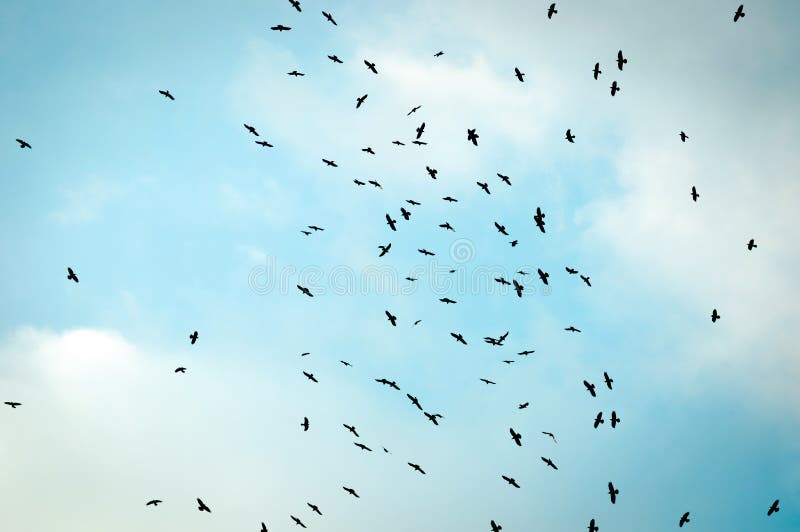 A large group of crows