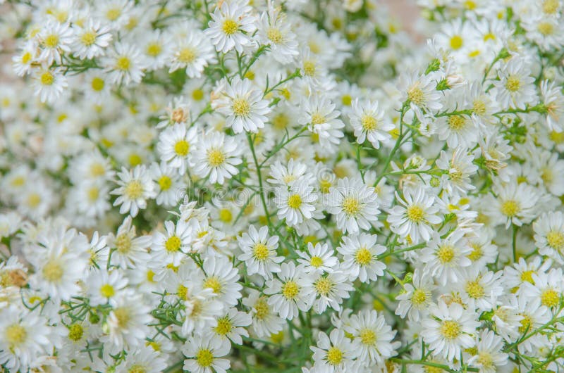 Large group of Daisies stock photo. Image of closeup 48484660