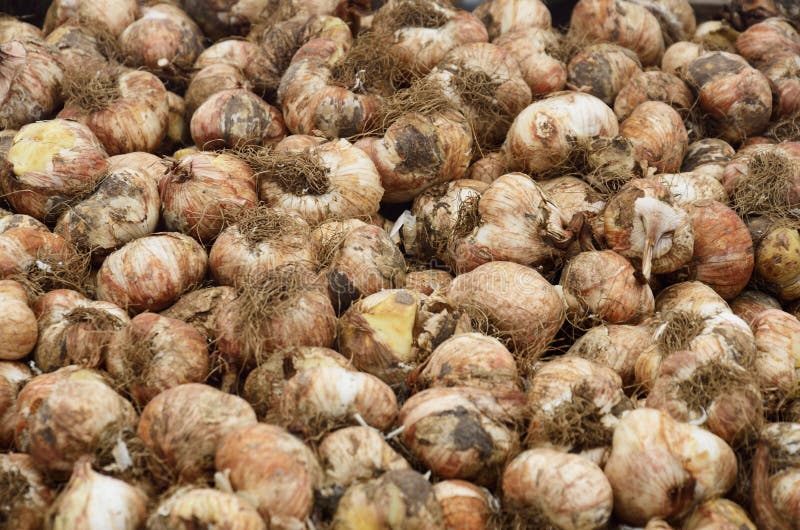 Large Group of Flower Bulbs Stock Photo Image of seed, bulbs 57815372