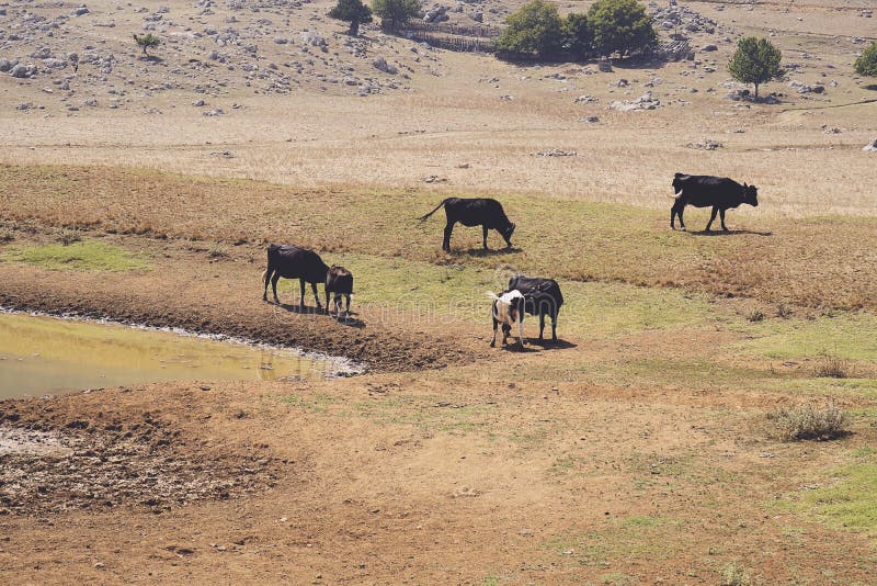 Large Group of Mixed Breed Feeder Cattle. Stock Photo Image of mammal