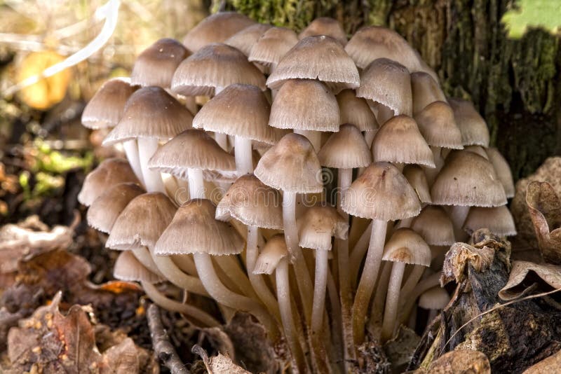 Large group of mushrooms