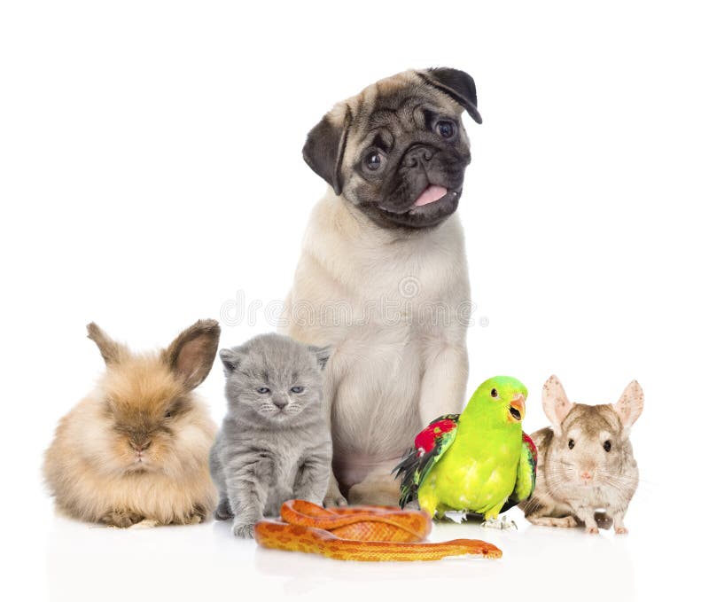 Large Group of Pets Along. Isolated on White Background Stock Image
