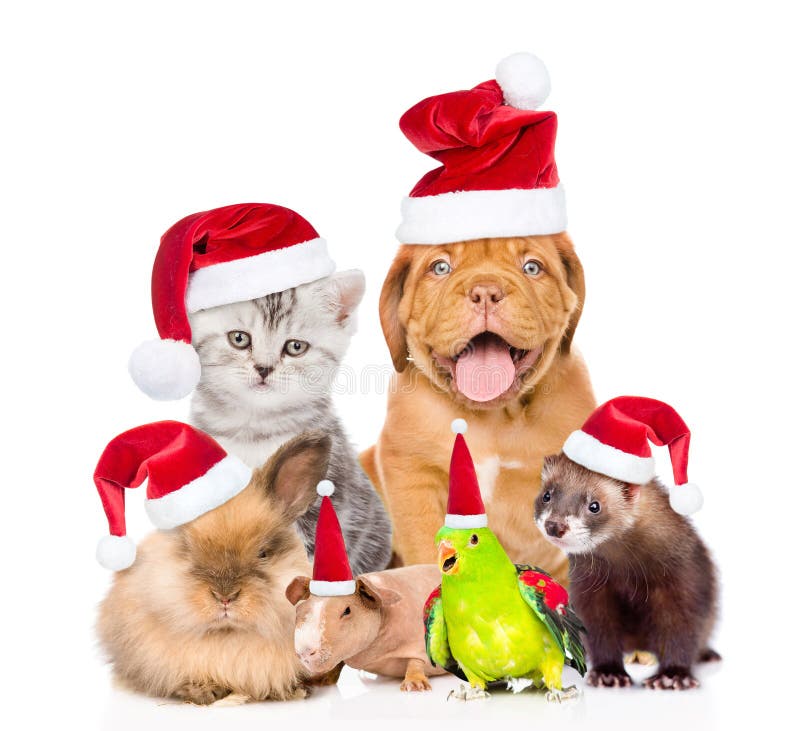 Large Group of Pets in Red Christmas Hats. Isolated on White Stock