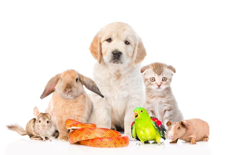 Large Group of Pets Together in Front View Isolated on White Stock