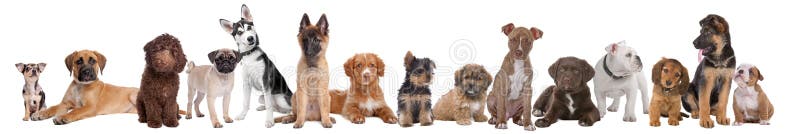 Large group of puppies royalty free stock image