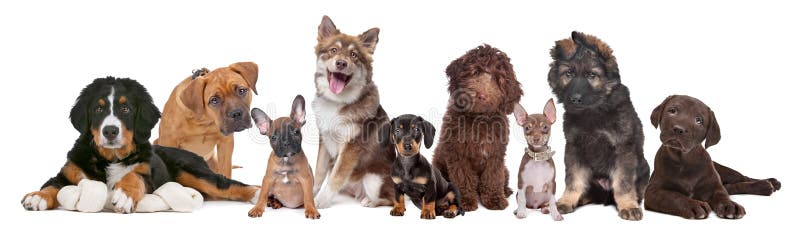 Large group of puppies stock photo. Image of labradoodle - 23270054