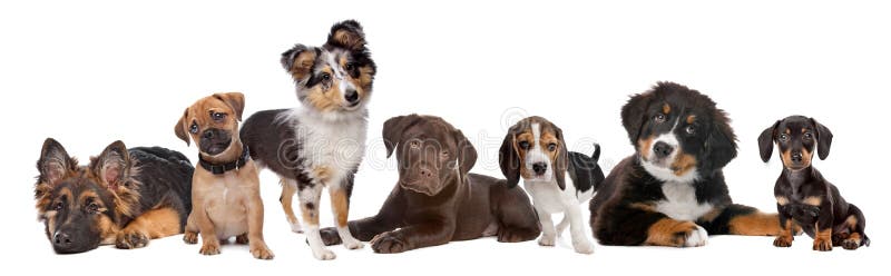 Large group of puppies on a white background royalty free stock photography