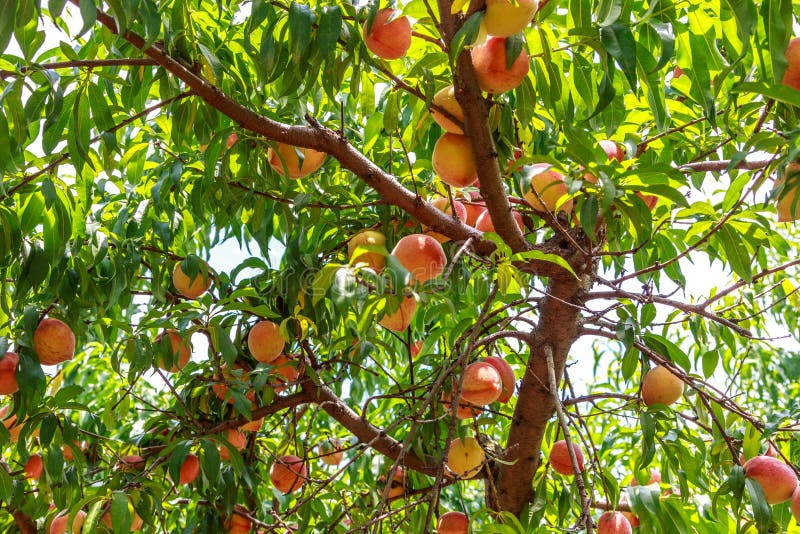 Large Group of Ripe Georgia Summer Peaches