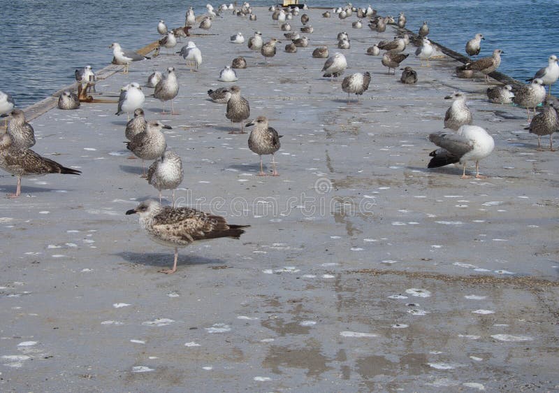 Large group of seagulls on top of a floating platform on the Arade River in Portim�o, Portugal. Seagulls calmly sunning themselves. Large group of seagulls on top of a floating platform on the Arade River in Portim�o, Portugal. Seagulls calmly sunning themselves.