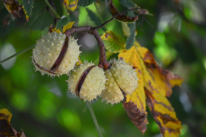 Large Aeriolas