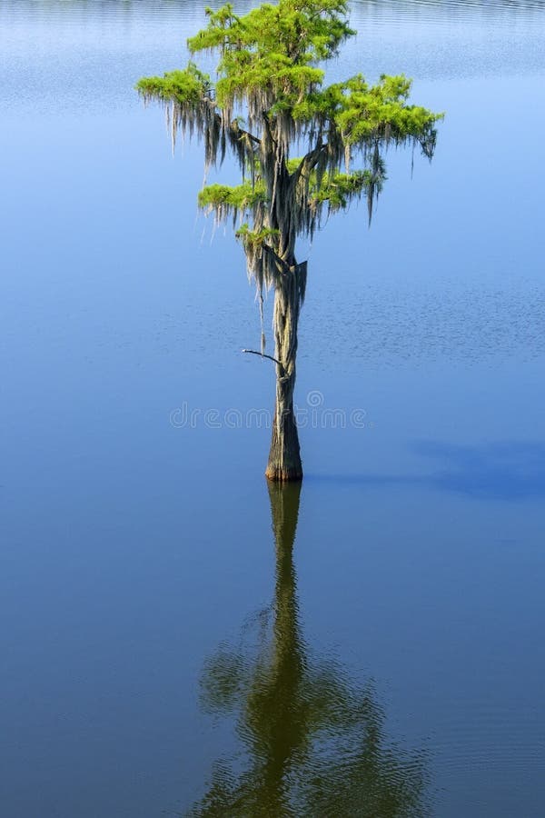 Large healthy Bald Cypress Tree