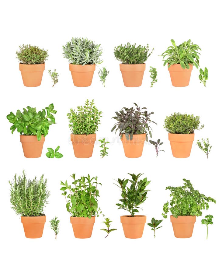 Large Herb Selection in Pots