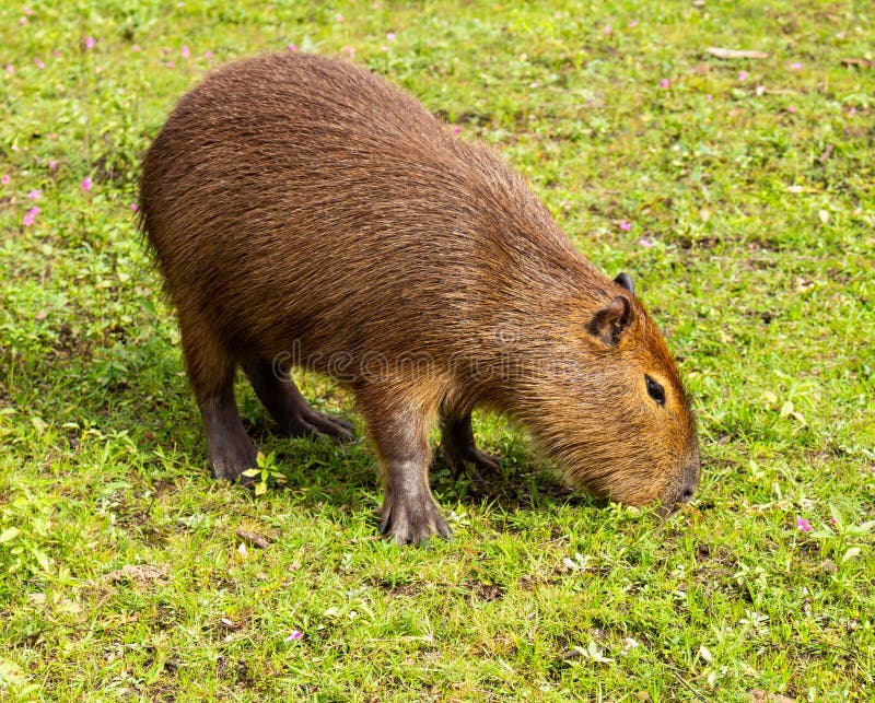 Large Herbivorous Animal of Brown Color from Tropical Zones. Live in the  Countryside and in Mud Puddles. Animals in the Pasture Stock Image - Image  of grass, herbivore: 151452755