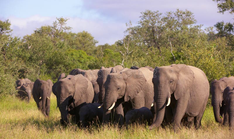 Large herd of elephants stock photos