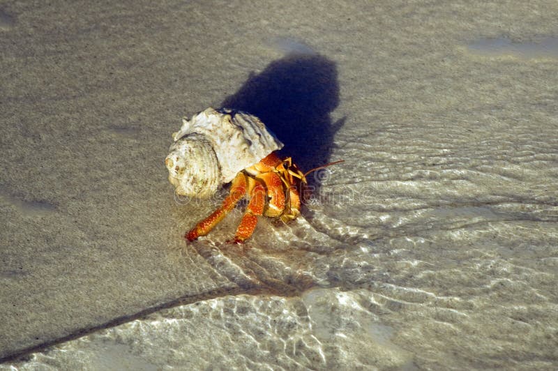 Large hermit crab