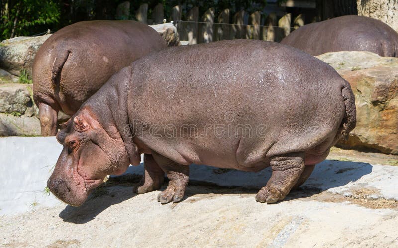 Large hippo (hippopotamus) stock image. Image of background 54972631