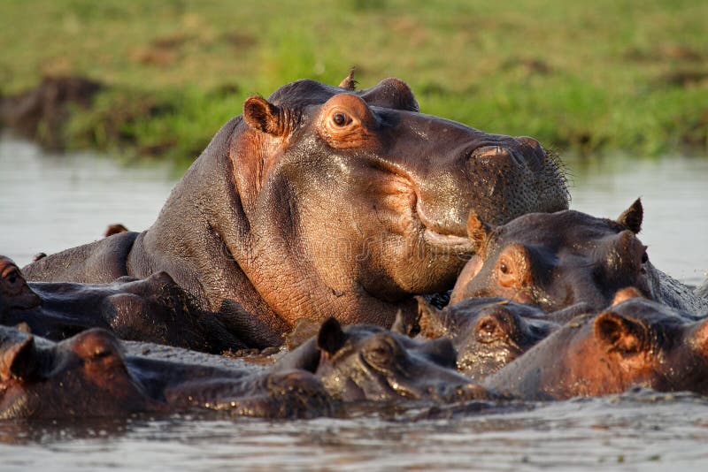 Large hippo male in hippo pool of the Chobe River stock photos Large hippo male in hippo pool of the Chobe River stock photos