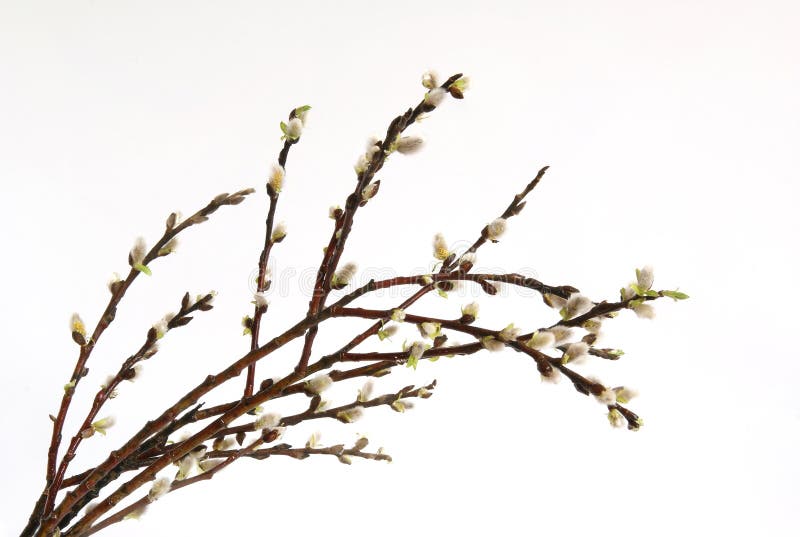 Large image of spring pussy-willow with buds