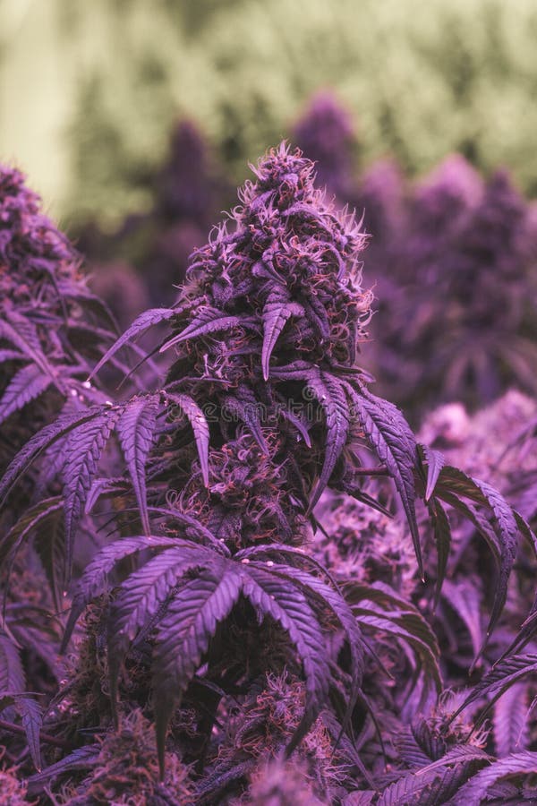Large indoor purple medical marijuana buds royalty free stock image Large indoor purple medical marijuana buds royalty free stock image