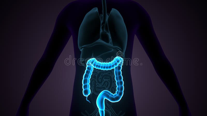 Large Intestine 3D Illustration Human Digestive System Anatomy Stock  Illustration - Illustration of water, last: 208785636