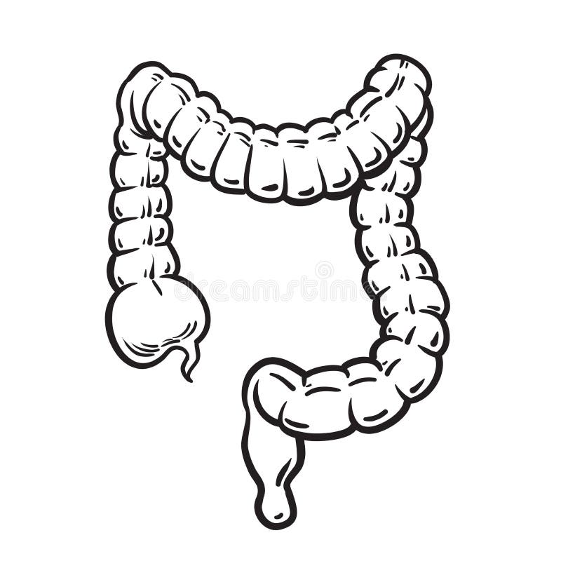 Large Intestine Anatomy Vector Stock Vector - Illustration of ...