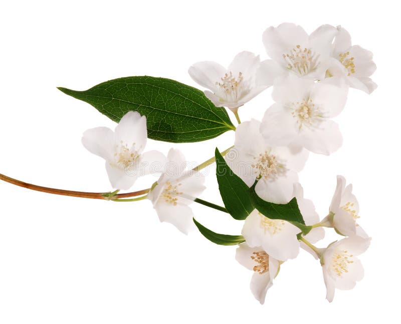 Large Isolated Jasmine Branch with Flowers Stock Image Image of
