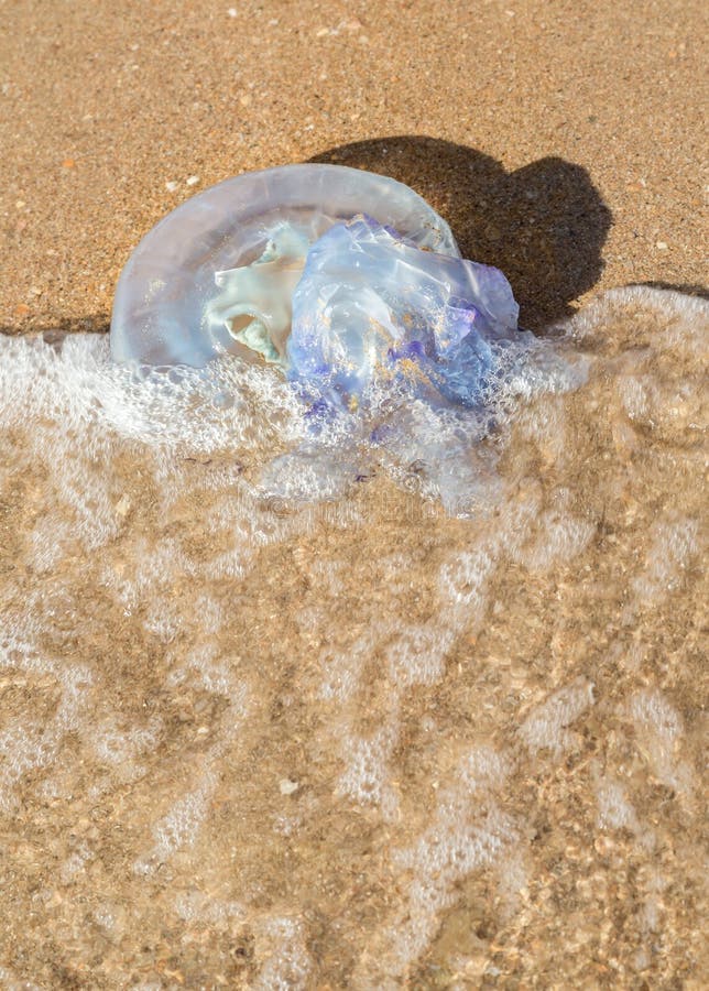 Jellyfish Washed Up On Sea Shore Stock Photo Image of jellyfish
