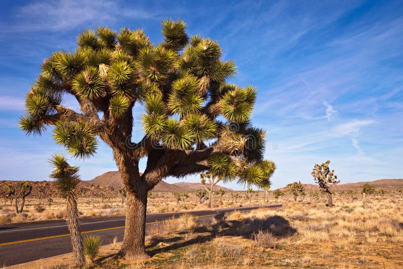 Large Joshua Tree