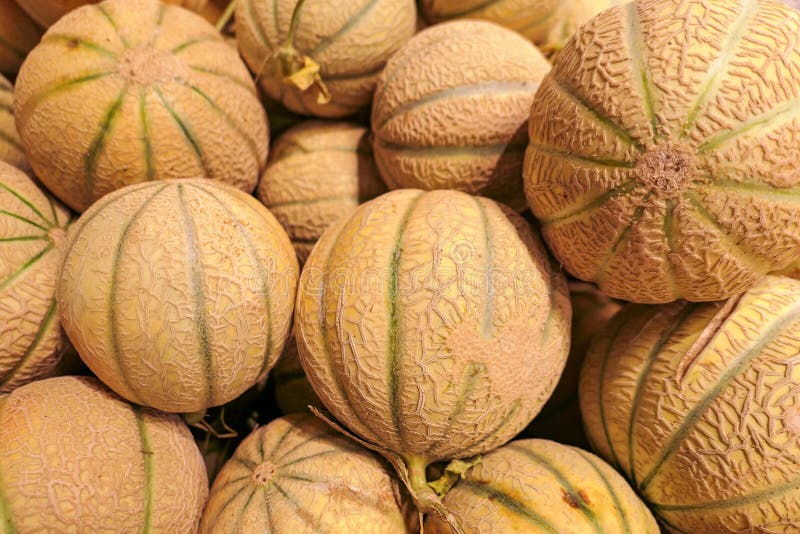 Large Juicy Melons on Market Stock Image Image of cantaloupe