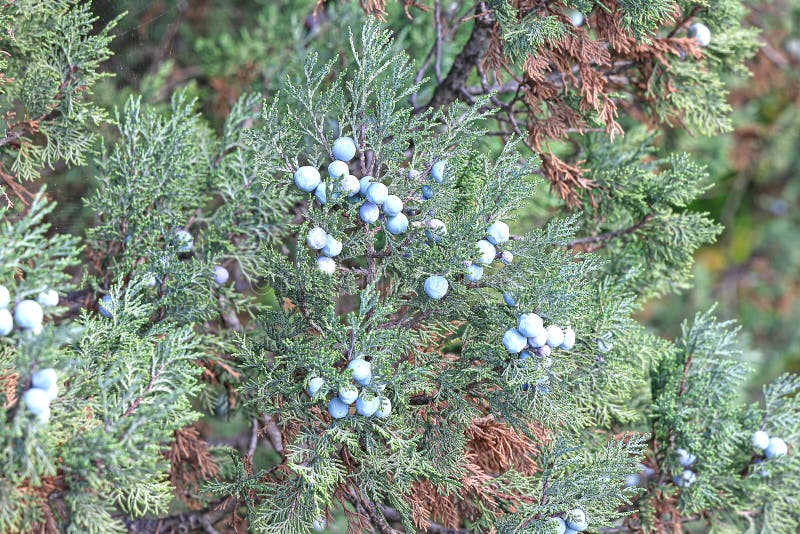 Large Juniper Bush with Ripe Berries in the Forest Stock Photo Image