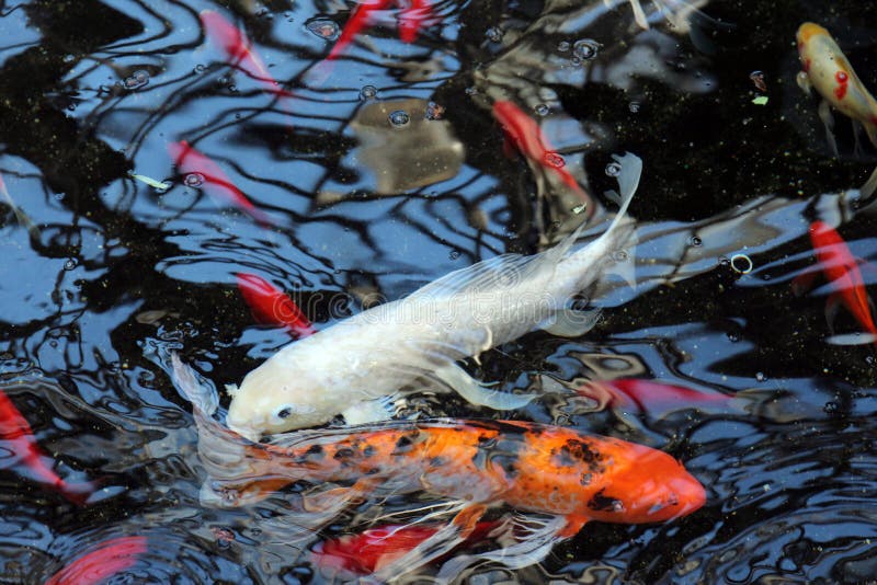 Koi Fish Swimming in a Pond Stock Image Image of pond, large 209425667