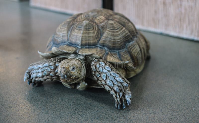 Large Land Tortoise is the World`s Longest-living Animals E Resides on the Islands. Stock Photo - Image of green, close: 213850274 Large Land Tortoise is the World`s Longest-living Animals E Resides on the Islands. Stock Photo - Image of green, close: 213850274