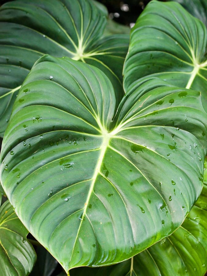 Large Leaves