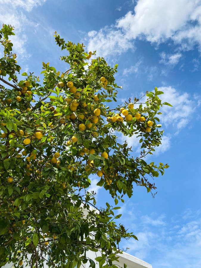 Large Lemon tree in blue sky full of lemon fruits. High quality photo