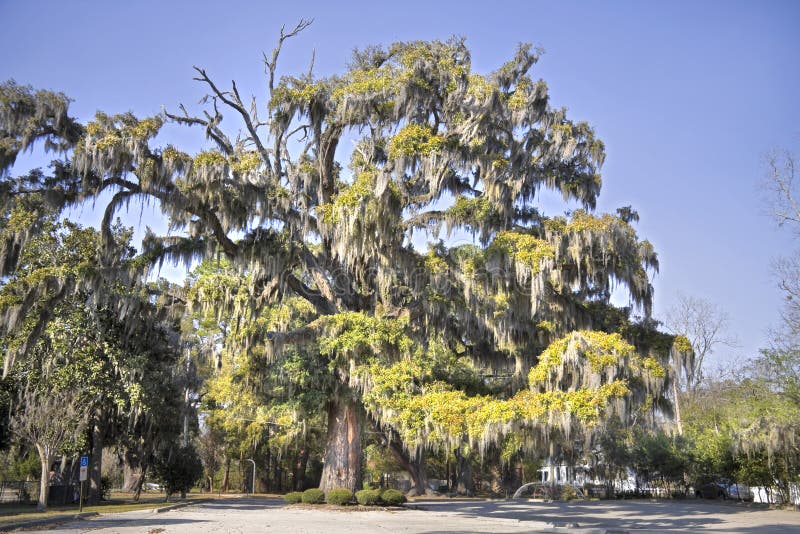 Large live oak tree with spanish moss hanging from the limbs.