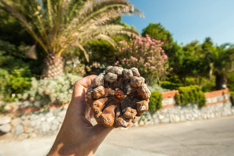 Large lump in hand on the background of palm trees and vegetation on a sunny day on vacation stock image Large lump in hand on the background of palm trees and vegetation on a sunny day on vacation stock image