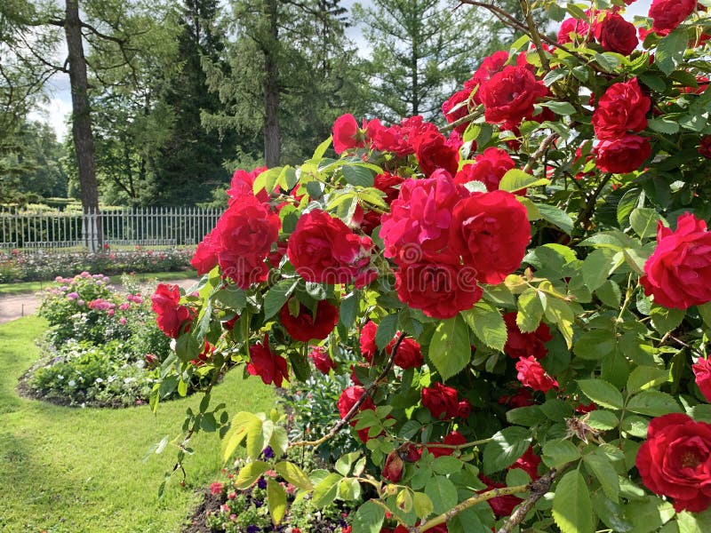 Many red roses on a large Bush