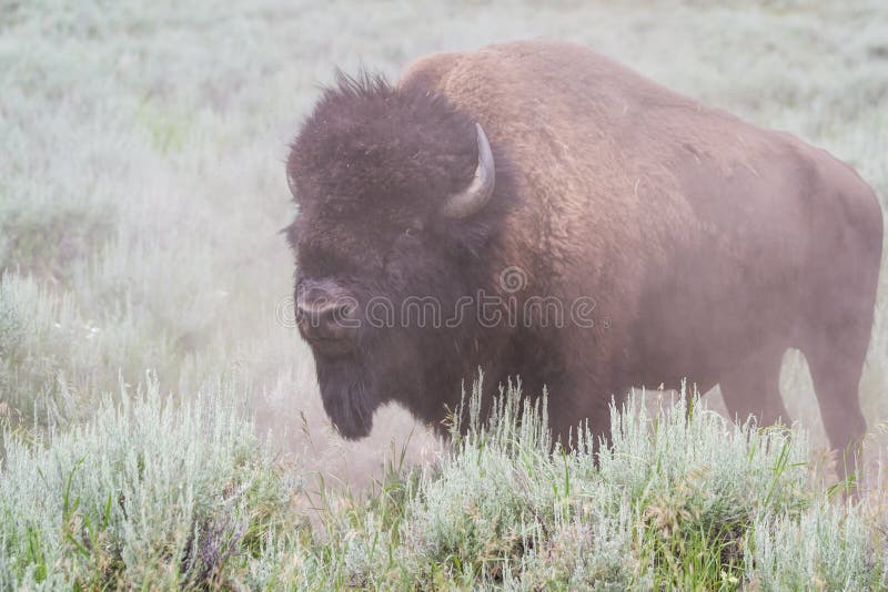 Large male bison stock photos Large male bison stock photos