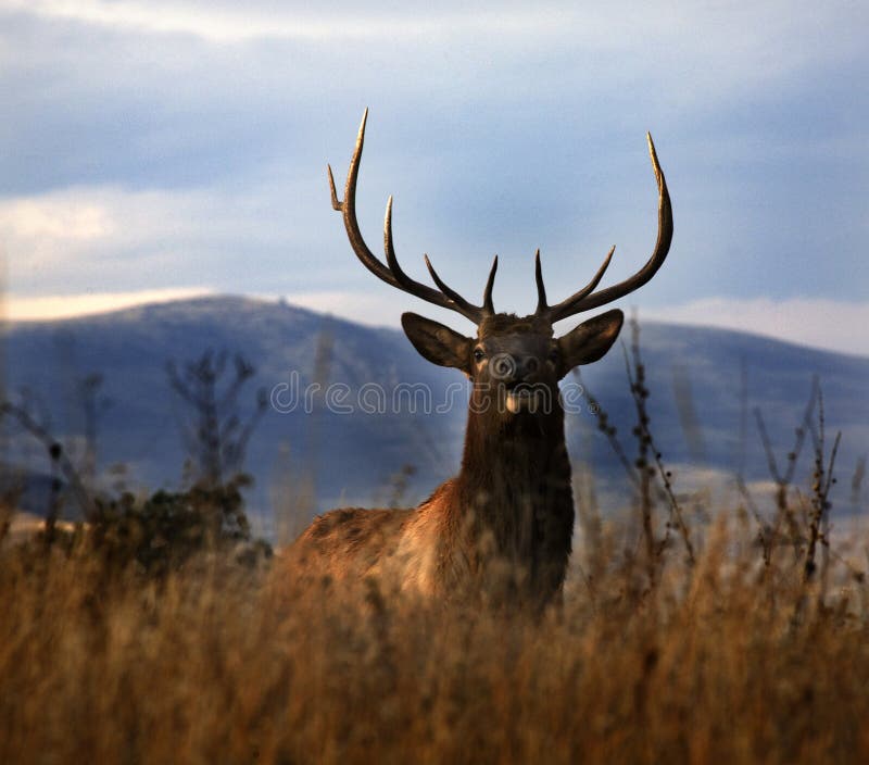 Large Male Elk Large Rack Horns Montana