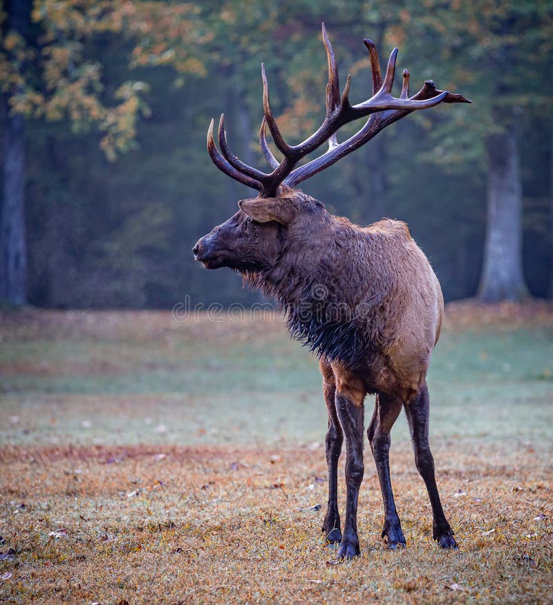 Large Male Elk Looking Left Stock Photo Image of environment, autumn