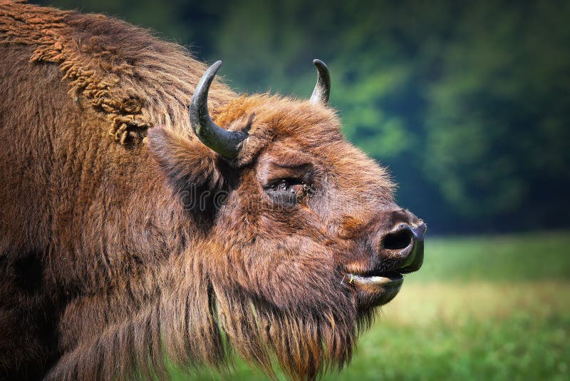 Portrét veľkého samca zubra európskeho