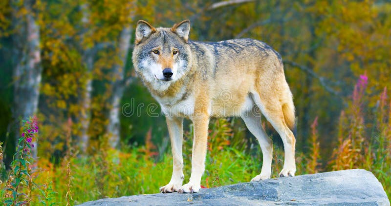 Large male grey wolf standing on a rock in the forest stock image Large male grey wolf standing on a rock in the forest stock image